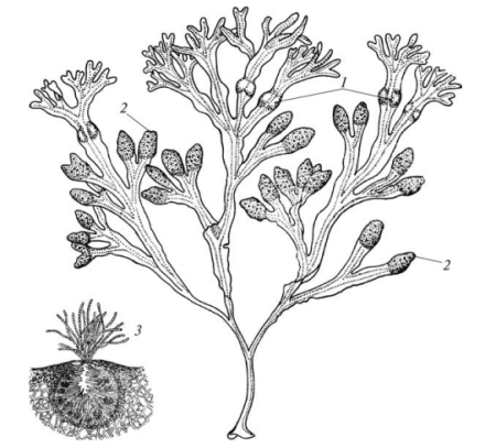 Фукус таллом