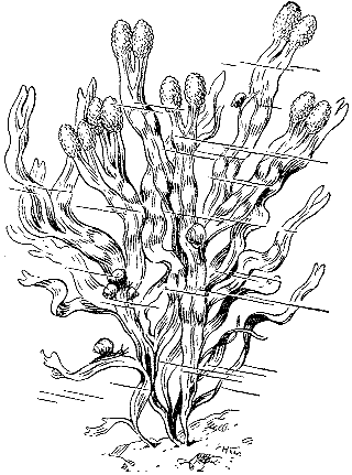 Фукус пузырчатый водоросль