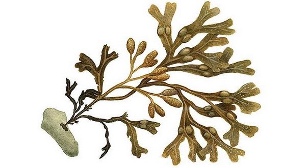 Водоросли карандашом