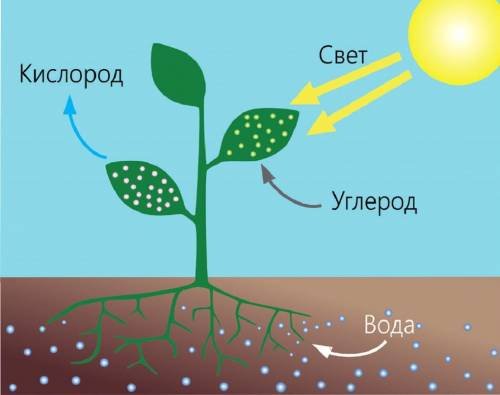 Фотосинтез деревьев