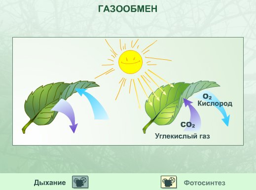 Фотосинтез в водной среде