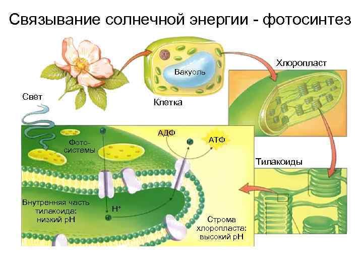 У животных есть фотосинтез. Схема Солнечная энергия фотосинтез. Схема фотосинтеза у растений. Фотосинтез в хлоропластах. Схема процесса фотосинтеза.