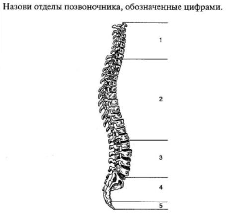 Строение позвоночника человека его отделы схема