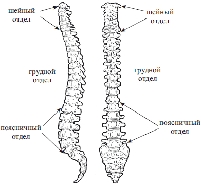 Позвонки человека биология 8 класс