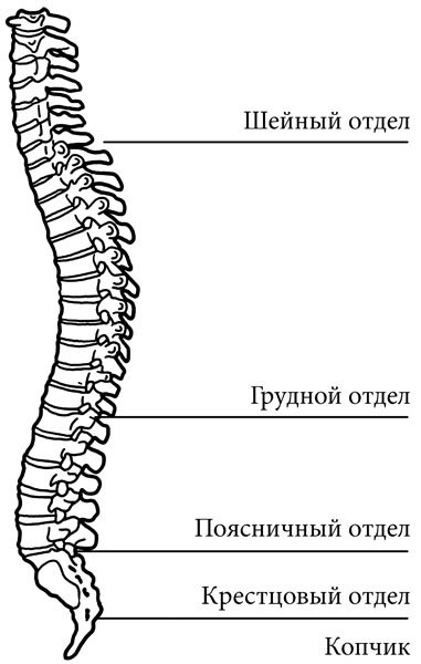 Схема отделов и изгибов позвоночного столба