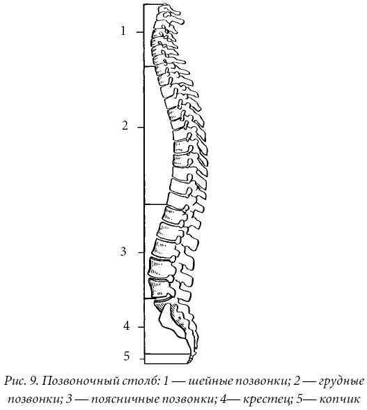 Скелет позвоночника лордоз кифоз