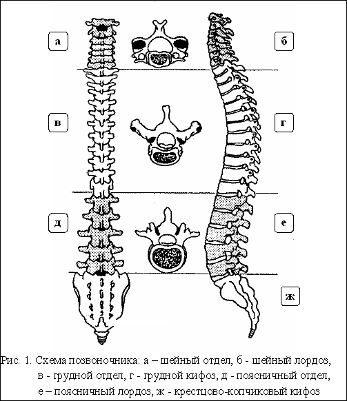 Позвоночник биология