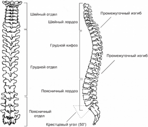 Строение кости позвоночника поясничный отдел