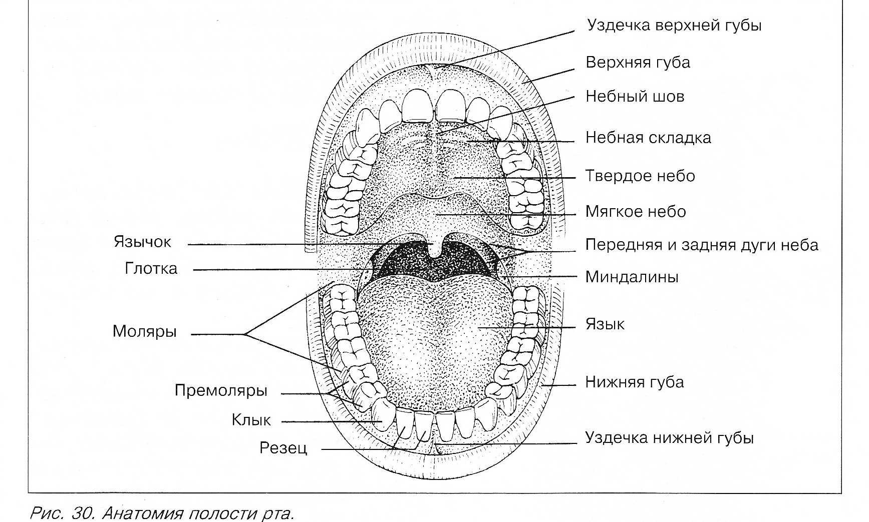 Полость рта язык зубы. Строение ротовой полости схема. Язык ротовой полости человека схема. Строение ротовой полости человека анатомия. Полость рта схема анатомия.