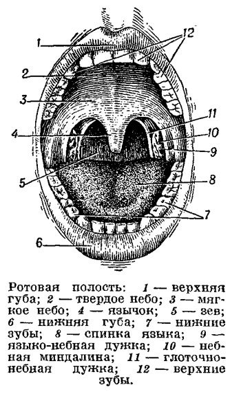 Строение ротовой полости схема