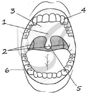 Ротовая полость строение рисунок