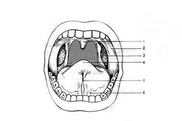 Нарисованный рот с зубами