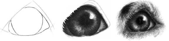 Рисуем морду медведя