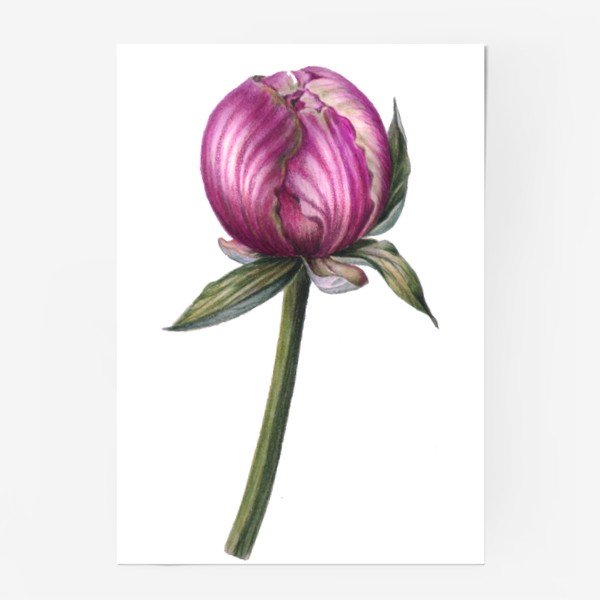 Пионы акварель скетч