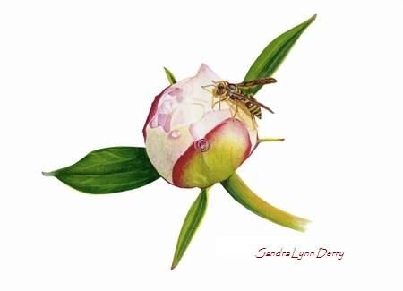 Акварель Тюлькина пионы