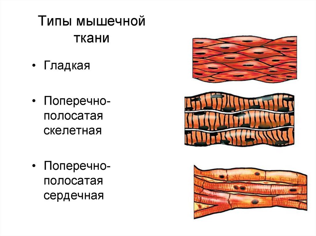 Волокна поперечно полосатой мышечной ткани ядра. Строение мышечных тканей( гладкая,поперечно полосатая, сердечная). Мышнчные таки глажкая и поперечнополосатая. Гладкая поперечно-полосатая и сердечная мышечная ткань таблица. Клетки скелетной поперечно-полосатой мышечной ткани.