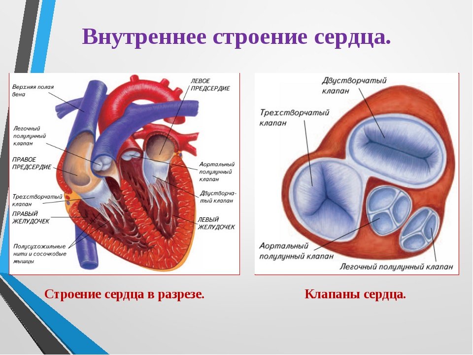 Слои предсердия. Строение сердца полулунные клапаны. Строение сердца внутри анатомия. Строение сердца строение стенки клапаны. ЕГЭ биология анатомия строение сердца.