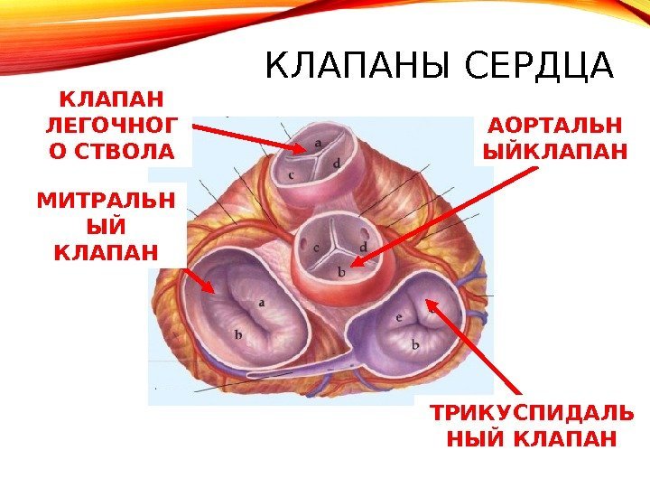 Какую функцию выполняют створчатые клапаны. Строение клапанов сердца. Строение клапанов сердца человека анатомия. Клапаны сердца аортальный клапан. Трехстворчатый клапан сердца анатомия.