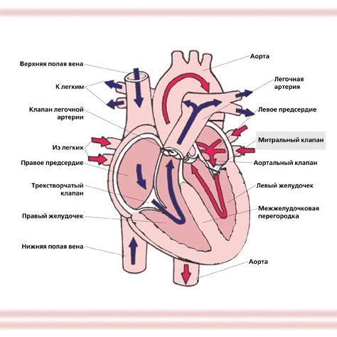 Трехстворчатый клапан сердца строение