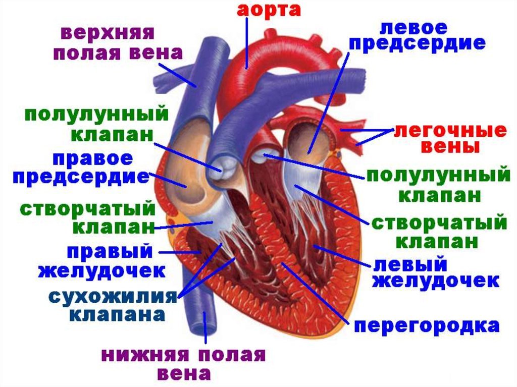 Какие сосуды в левом предсердии. Строение клапанов сосудов сердца. Строение клапанов сердца человека анатомия. Сердце анатомия полулунные клапаны. Строение сердца легочный клапан.