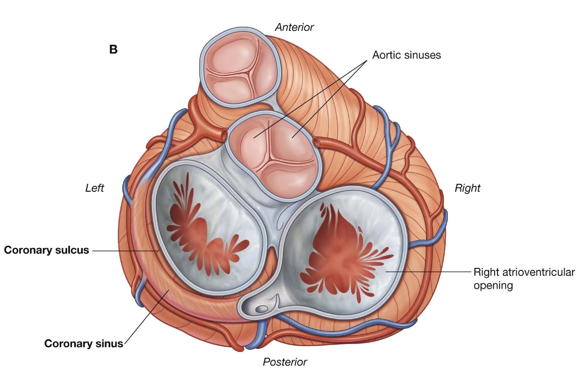 Сердце снизу. Клапаны сердца анатомия. Клапаны сердца анатомия трехстворчатый строение. Виды клапанов сердца. Клапаны сердца в разрезе.