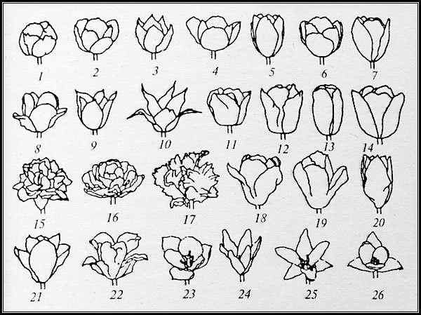Схематичные рисунки цветов