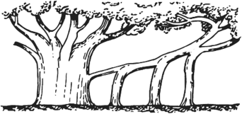 Опорные корни Баньян