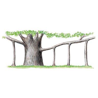 Корни-подпорки (столбовидные корни)