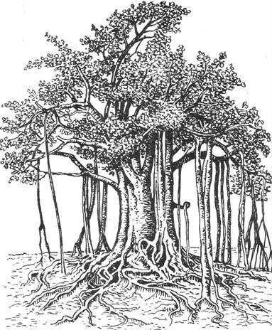 Дерево Баньян рисунок