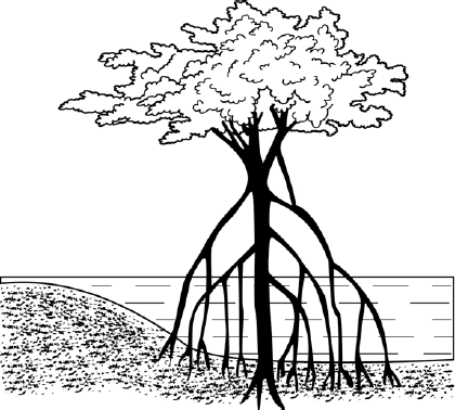 Корни подпорки баньяна