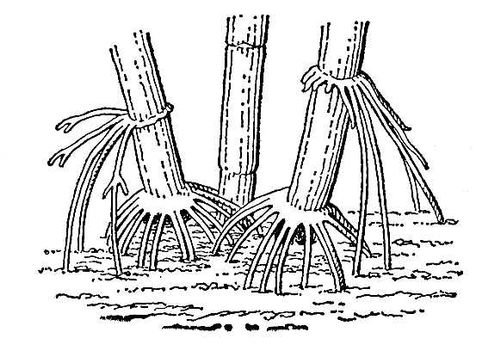 Рисуем мангровое дерево