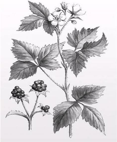 Лист малины трафарет