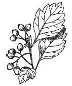 Боярышник стебель прямостоячий