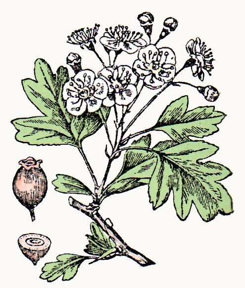 Прозрачные листы для рисования