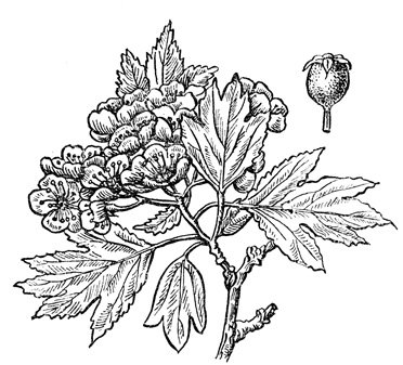 Боярышник красноплодный побег