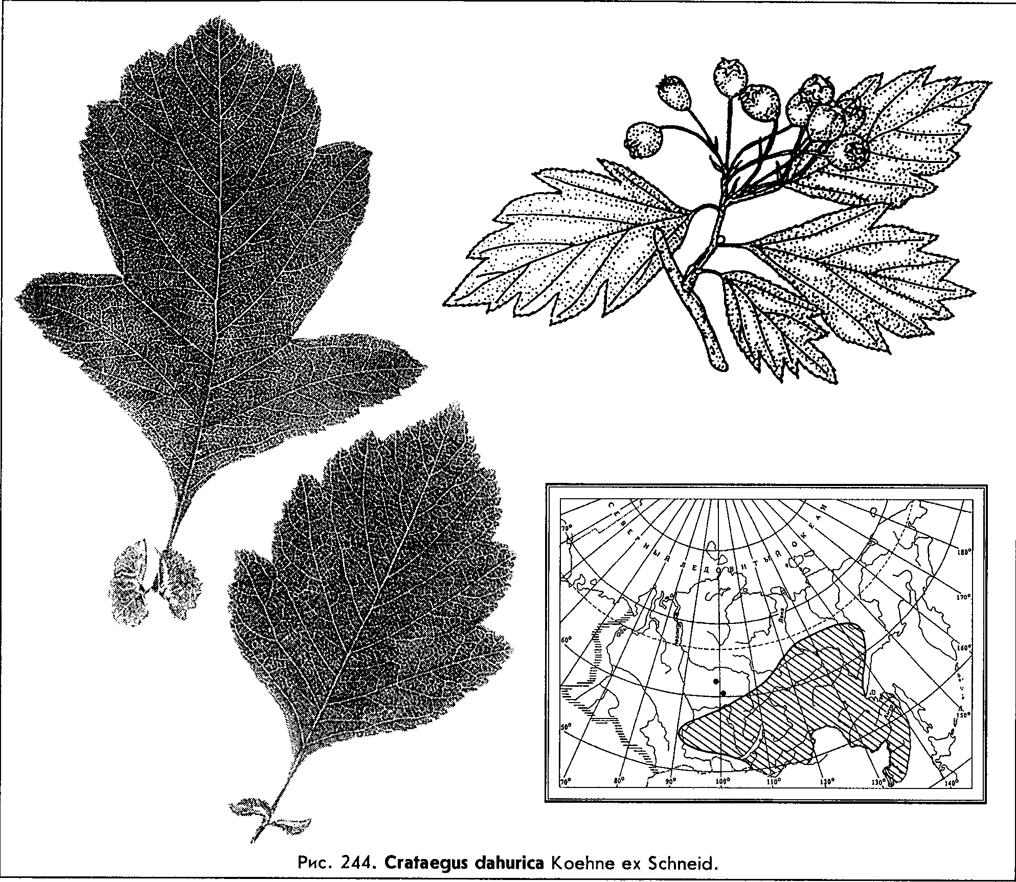 Строение листа боярышника