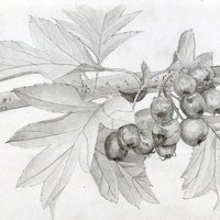 Ботаническое боярышника кроваво-красного