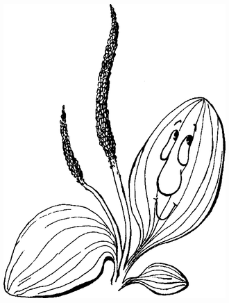 Подорожник раскраска