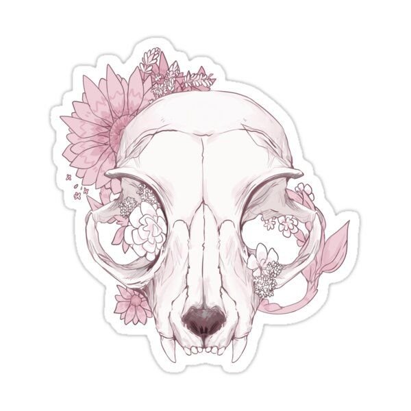 Череп кошки анатомия