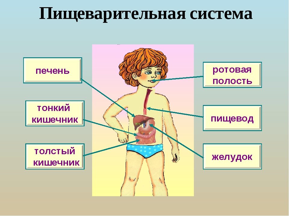 Человеческие уроки 2. Строение тела человека. Структура тела человека. Строение организма человека. Строение тела человека для детей.