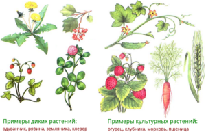 Лекарственные растения задания для дошкольников