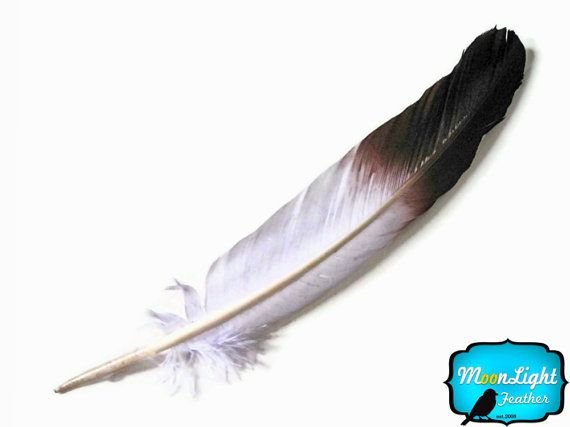 Перо стерха