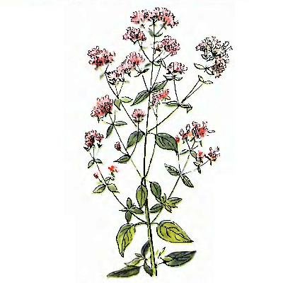 Душица обыкновенная ГФ