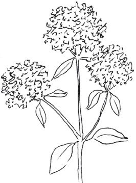 Душица обыкновенная ГФ