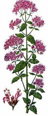 Душица иллюстрация