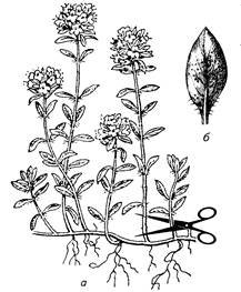 Душица вектор