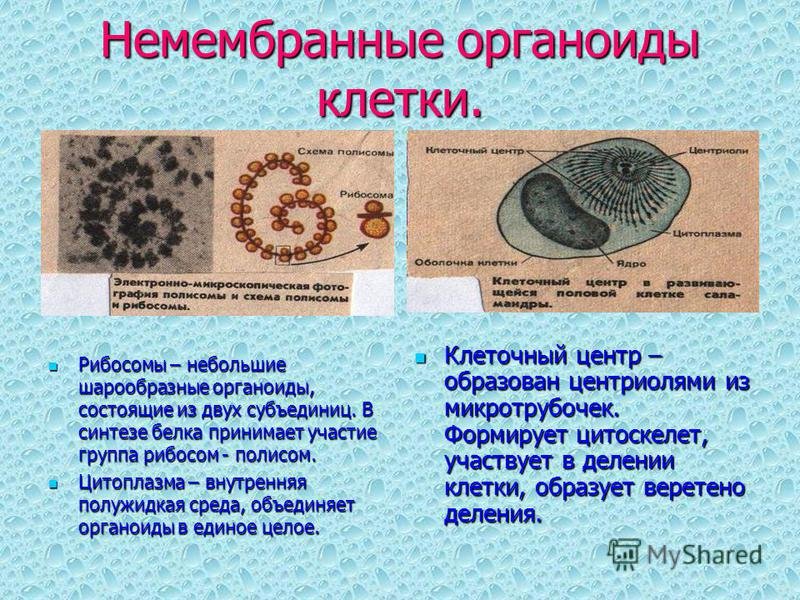 Органоид принимает участие в делении клетки. Мембранные и немембранные органоиды. Органоиды клетки не мембранного строения. Немембранные органоиды клетки. Немембранные органоиды характеристика.