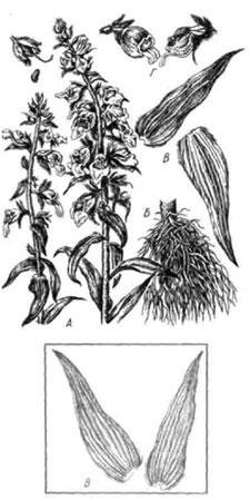 Наперстянка шерстистая Фармакогнозия