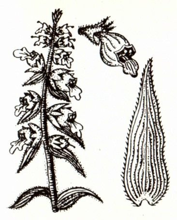 Наперстянка шерстистая Фармакогнозия