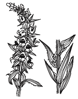 Листья наперстянки шерстистой рисунок